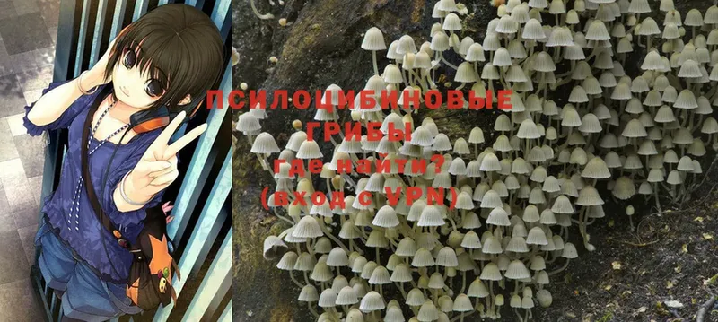 Галлюциногенные грибы Cubensis  Михайловск 